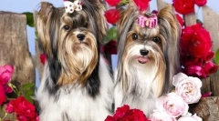 Стрижка йорк (фото): секрети краси маленьких модників